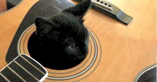 The picture is of an acoustic guitar with no strings on it. 
A cat has climbed in through the sound hole and has its head sticking out watching the world.