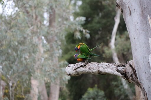 Rainbow Lorikeets mating 