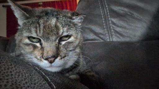 cat rolling her eyes