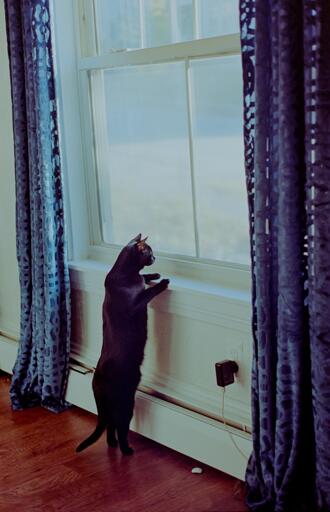 a black cat stands on her hind legs to peer out a window