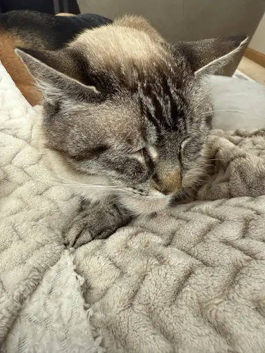 The brown fur is a beagle in the background - pay no attention to him he gets more than his fair share