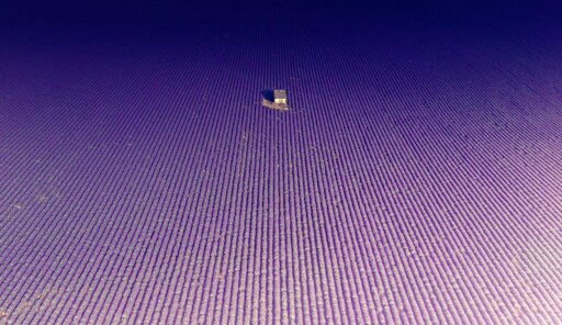 Ariel shot of a small house in the middle of lavender fields.