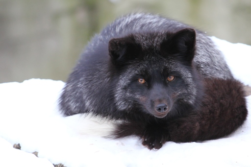 A red fox with silver fur coloration, curled up on a patch of snow, looking with its bright orange eyes towards the viewer